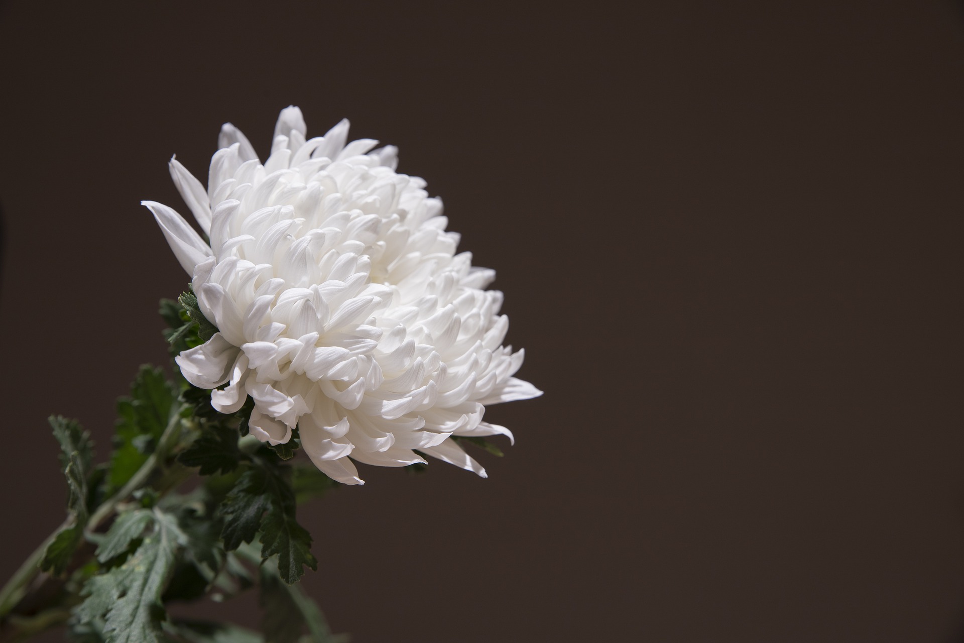 chrysanthemum-g3f6fa5817_1920 for in memoriam